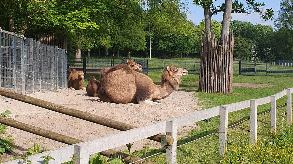 Camels (Landau). Camels (Landau).