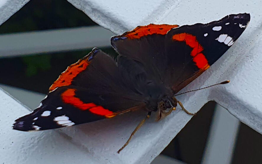 A visitor enjoying rainwater. A visitor enjoying rainwater.